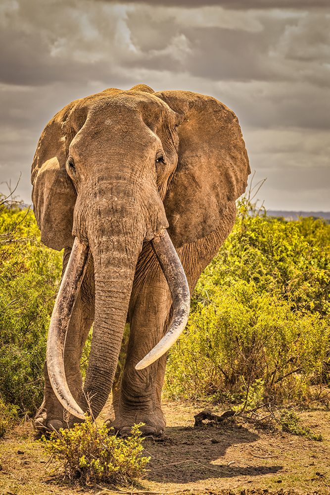 Craig the Elephant-largest Amboseli elephant-Amboseli National Park-Africa